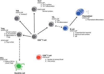 Signal Transducer and Activator of Transcription 3 Control of Human T and B Cell Responses